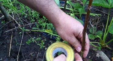 Jak zasadit vlašské ořechy v létě a na jaře doma